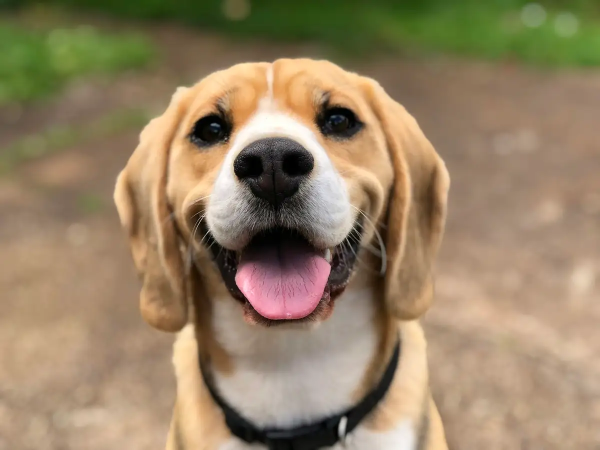 A happy golden retriever out on a neighborhood walk